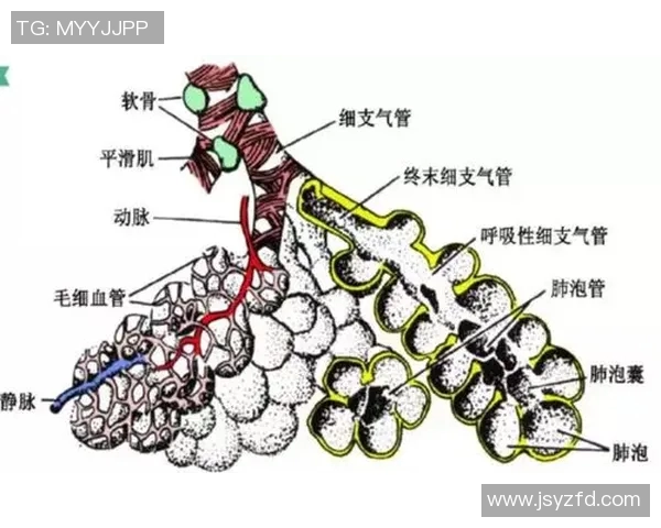 篮球明星肺结节影像解析及其对运动员健康的影响探讨